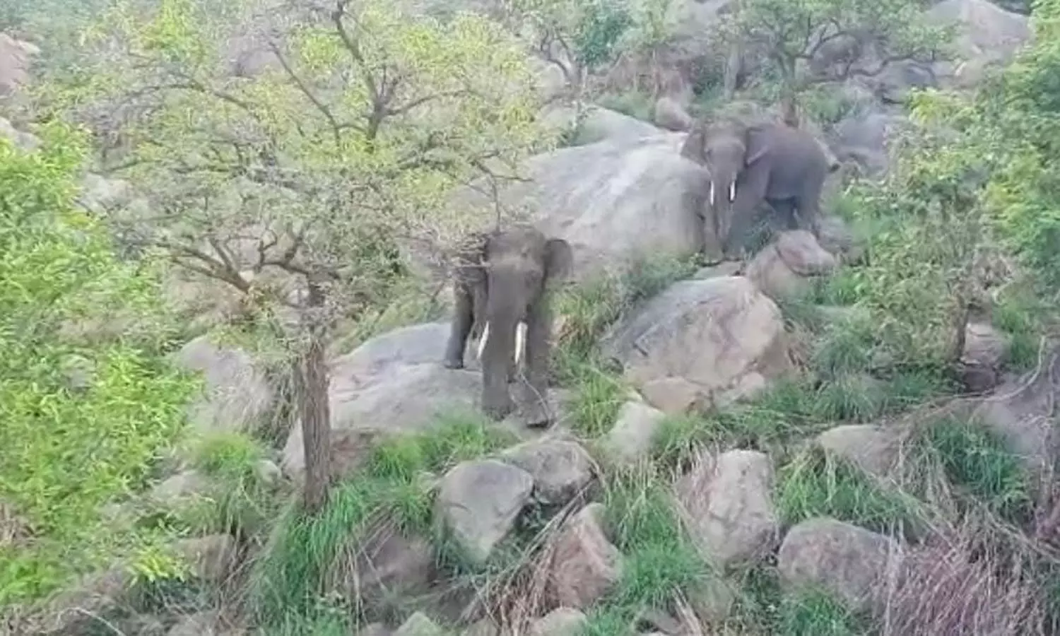 யானைகளுக்கு பயந்து கிராமங்களில் மின்சாரம் துண்டிப்பு- வாட்ஸ் ஆப் குழு அமைத்து பின் தொடரும் வாலிபர்கள்