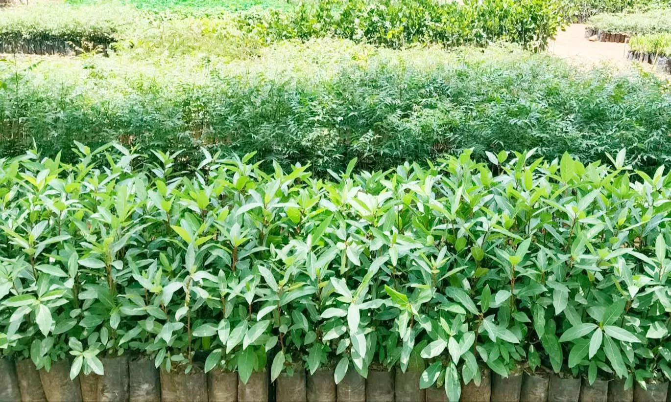 மொரப்பூர் வனசரகத்தில் மரக்கன்றுகள்  நடவு பணி தொடக்கம்