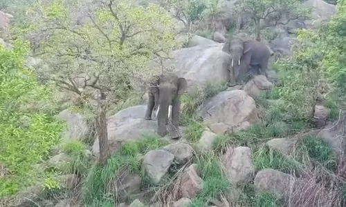 யானைகளுக்கு பயந்து கிராமங்களில் மின்சாரம் துண்டிப்பு- வாட்ஸ் ஆப் குழு அமைத்து பின் தொடரும் வாலிபர்கள்