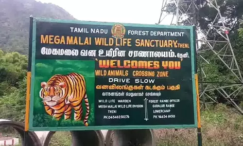ஸ்ரீவில்லிபுத்தூர்-மேகமலை புலிகள் காப்பகத்தில் தென்மாநில அளவிலான யானைகள் கணக்கெடுப்பு பணி
