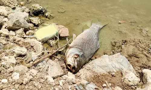 போடியில் கழிவுநீர் கலப்பால் கண்மாயில் இறந்த 1 டன் மீன்கள்