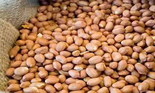 சேவூா் ஒழுங்குமுறை விற்பனைக்கூடத்தில் ரூ. 9 லட்சத்துக்கு நிலக்கடலை ஏலம்