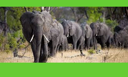 தென்மாநில அளவிலான யானைகள் கணக்கெடுப்பு பணி