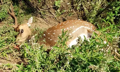 வாகனம் மோதி புள்ளிமான் பலி