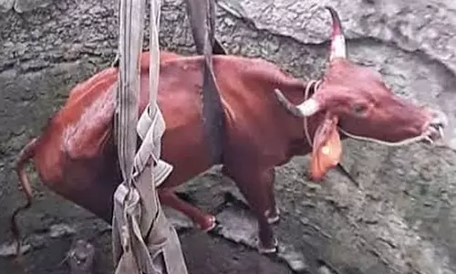 கிணற்றில் தவறி விழுந்த பசுமாடு மீட்பு