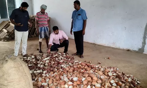 காரமடை ஒழுங்குமுறை விற்பனை கூடத்தில் இதுவரை 250 டன் கொப்பரை தேங்காய் ரூ.2.71 கோடிக்கு கொள்முதல்-விற்பனை கூட கண்காணிப்பாளர் யுவராஜ் தகவல்