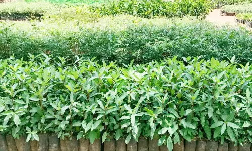 மொரப்பூர் வனசரகத்தில் மரக்கன்றுகள்  நடவு பணி தொடக்கம்