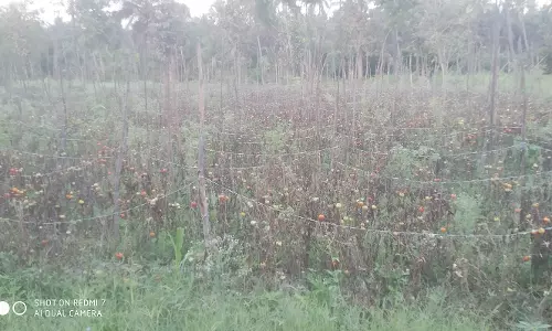தொடர் மழையால் செடிகளிலேயே தக்காளி அழுகியது