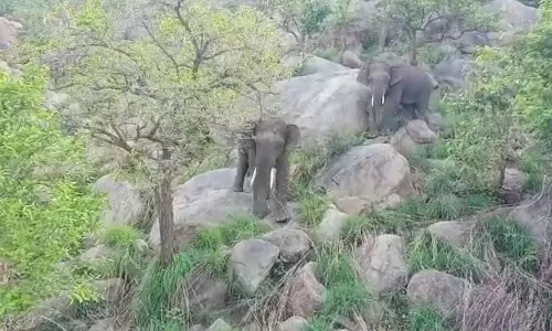 ஏலகிரி மலையில் யானைகளுக்கு பயந்து கிராமங்களில் மின்சாரம் துண்டிப்பு