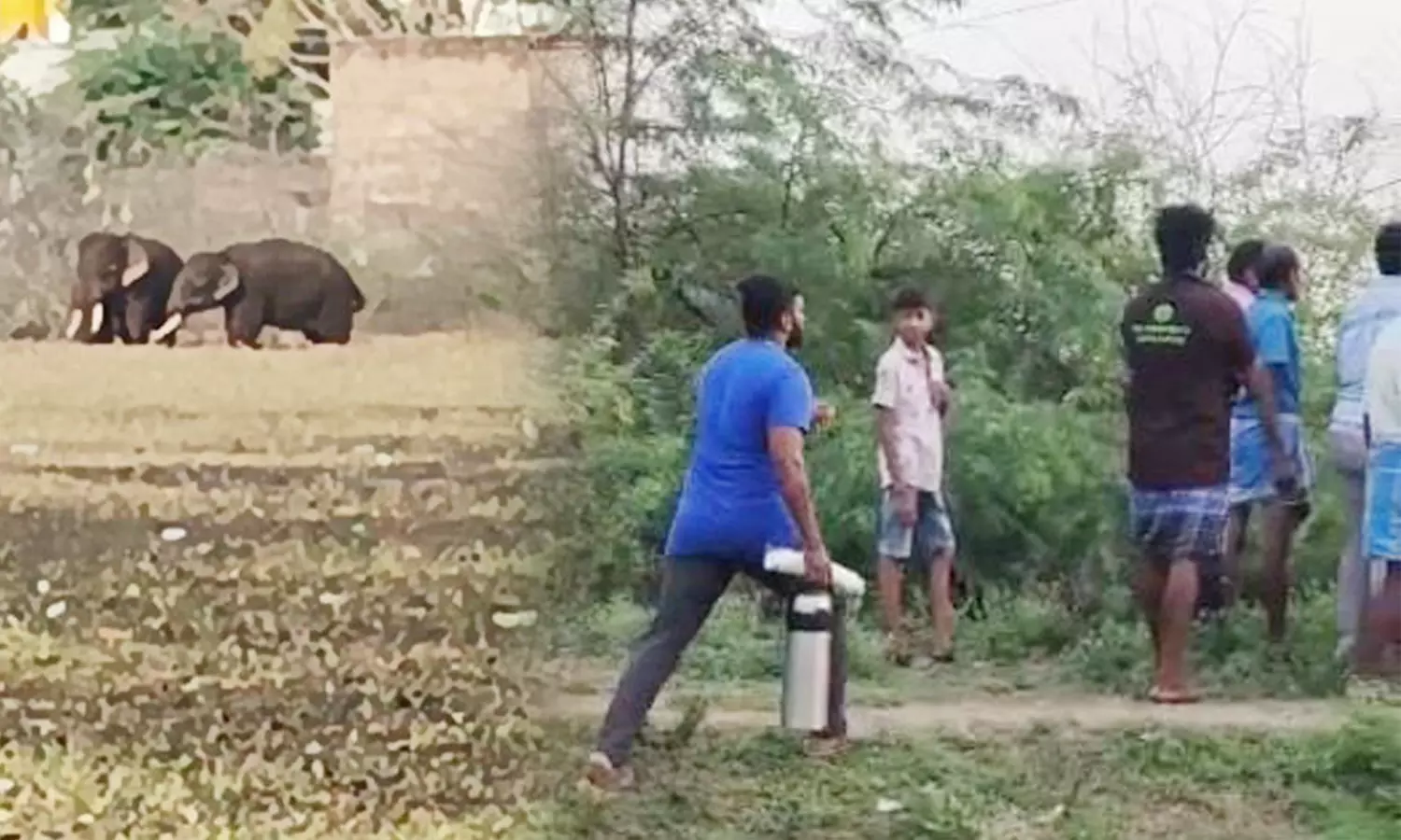 காட்டு யானைகளை விரட்ட குழுக்கள் அமைப்பு காட்டு யானைகளை விரட்ட குழுக்கள் அமைப்பு