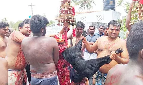 முனியப்ப சுவாமி கோவிலில் குட்டிக்குடி திருவிழா