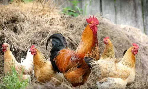 திருப்பூரில் நாட்டுக்கோழி வளர்ப்பு பயிற்சி வகுப்பு நாளை நடக்கிறது