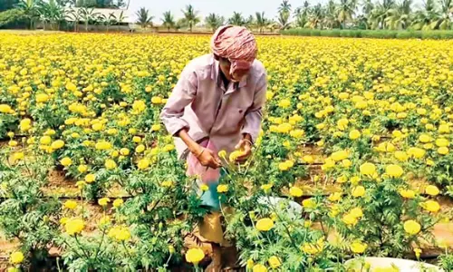 கரூர் மாவட்ட விவசாயிகள் பூ சாகுபடியில் தீவிரம்