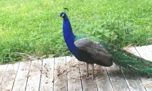 பட்டினப்பாக்கத்தில் சுட்டெரிக்கும் வெயிலால் மயில் உயிரிழப்பு