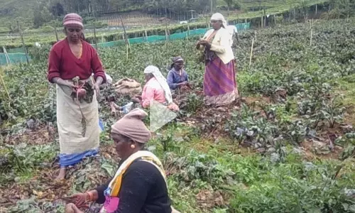 கோத்தகிரியில் பீட்ரூட் விலை வீழ்ச்சி