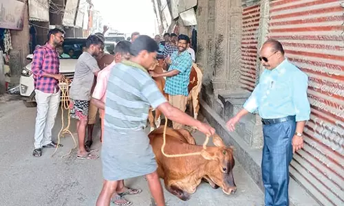 டவுனில் சாலையில் சுற்றித்திரிந்த மாடுகளுக்கு அபராதம்
