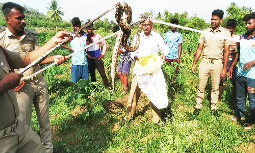 குடியிருப்பு பகுதியில் பிடிக்கப்படும் பாம்புகளை காட்டில் விட வேண்டும்