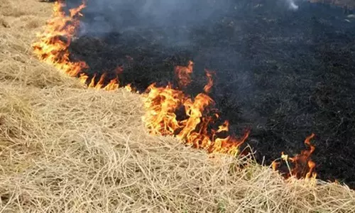 வைக்கோல் கட்டுகள் தீயில் எரிந்து நாசமானது