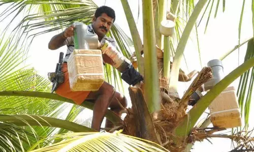 திருப்பூரில் இருந்து அமெரிக்காவுக்கு நீரா பானம் ஏற்றுமதி: விற்பனை அதிகரிப்பால் விவசாயிகள் மகிழ்ச்சி