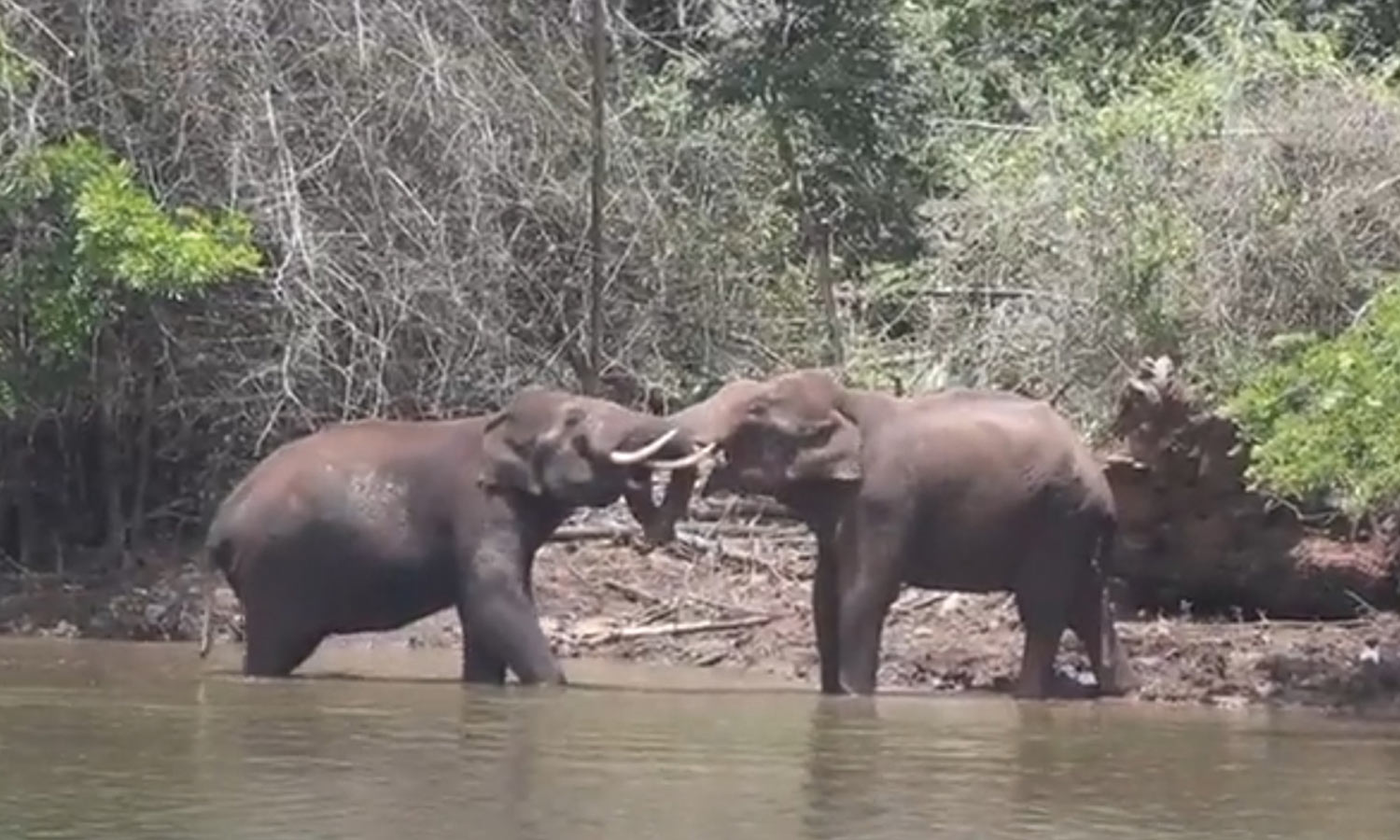 முதுமலை புலிகள் காப்பகம் பகுதியில் ஆற்றின் கரையில் ஆக்ரோஷமாக மோதிக்கொண்ட யானைகள்