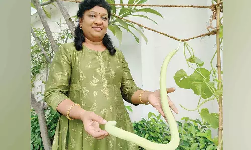 திண்டுக்கல்லில் விளைந்த 3 அடி நீள அதிசய வெள்ளரி