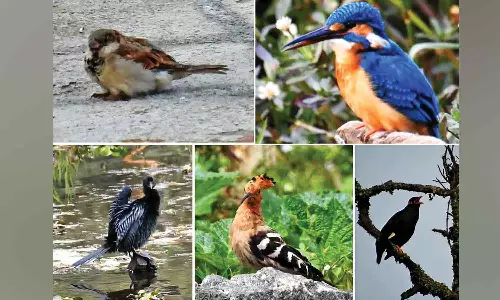 கொடைக்கானலில் தண்ணீர் தேடி அலையும் அபூர்வ பறவைகள்