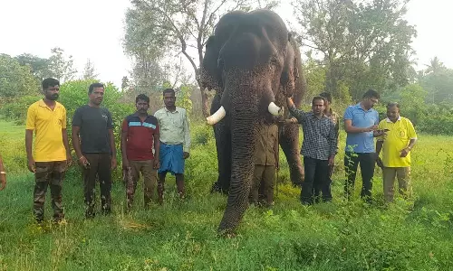 திருப்பத்தூர் மாவட்டத்தில் இருந்து காட்டு யானைகளை விரட்ட 3 கும்கி வரவழைப்பு