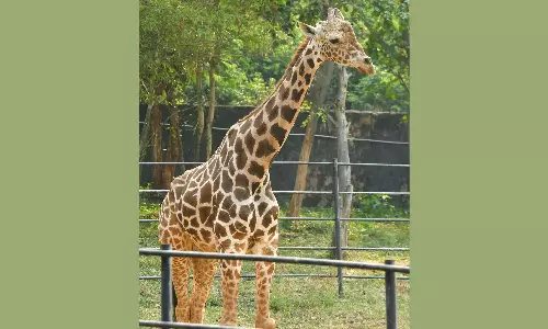 விசாகப்பட்டினம் உயிரியல் பூங்காவில் மலேசியாவில் இருந்து கொண்டு வந்த ஒட்டகச்சிவிங்கி திடீர் மரணம்