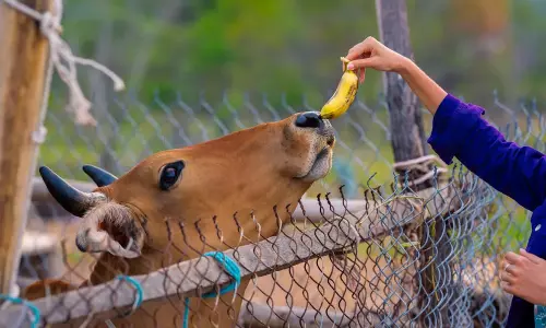 சம்பளம் உயர்வு, பதவி உயர்வு கிடைக்க வியாழக்கிழமைகளில் செய்ய வேண்டிய பரிகாரம்