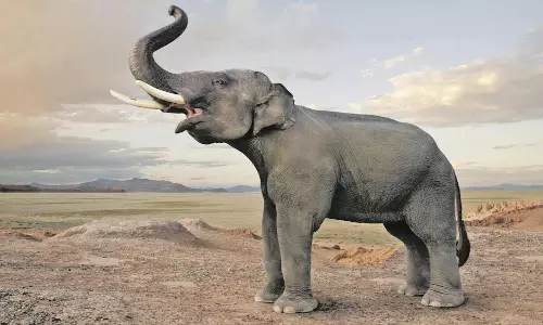 களியல் வனப்பகுதியில் 3 யானைகள் தென்பட்டது