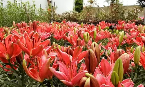 கொடைக்கானல் பிரையண்ட் பூங்காவில் மலர்கண்காட்சிக்கு தயாராக பூத்து குலுங்கும் வண்ண மலர்கள்