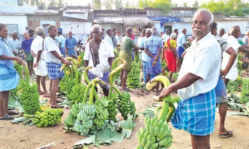 பரமத்திவேலூரில் வாழைத்தார்கள் வரத்து அதிகரிப்பால் விலை வீழ்ச்சி