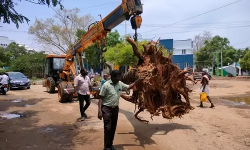 மறுநடவு மூலம் மீண்டும் உயிர் பெற்ற மரங்கள்