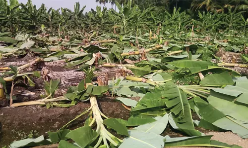 ஜேடர்பாளையம் அருகே 600 வாழை, பாக்கு மரங்கள் வெட்டி சாய்ப்பு