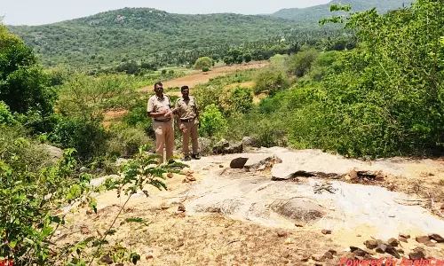 குடியாத்தம் வனசரகத்தில் யானைகள் கணக்கெடுக்கும் பணி தீவிரம்