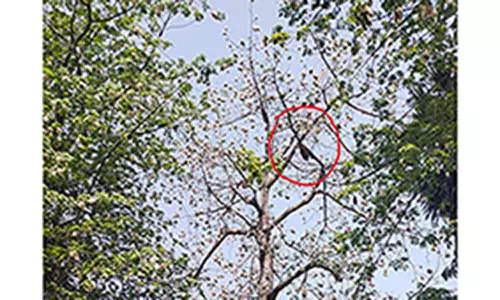 பொது மக்களை விரட்டி தாக்கிய தேனீக்கள்