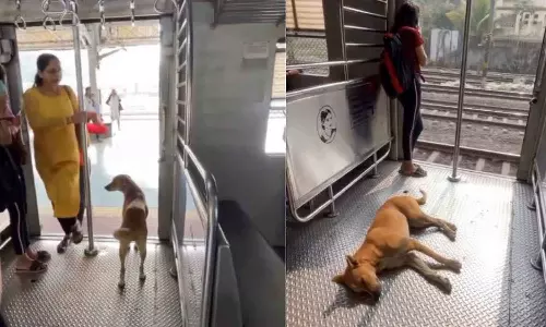மும்பையில் தினமும் ரெயிலில் பயணம் செய்யும் நாய்