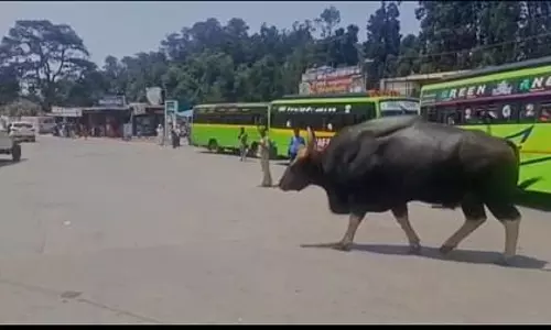 குன்னூா் பஸ் நிலையத்துக்குள் நுழைந்த காட்டெருமை