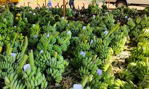 மேட்டுப்பாளையம் சந்தையில் நேந்திரன் வாழைத்தார் விலை திடீர் உயர்வு