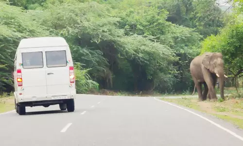 ஒகேனக்கல் சாலையில் உலா வந்த காட்டு யானையால் வாகன ஓட்டிகள் அச்சம்