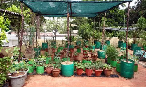 மானியத்தில் மாடித்தோட்டம் அமைக்க பயனாளிகளுக்கு அழைப்பு