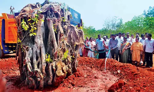 தஞ்சையில், பெயர்க்கப்பட்ட ஆலமரம் மீண்டும் எடுத்து நட்டு வைக்கப்பட்டது