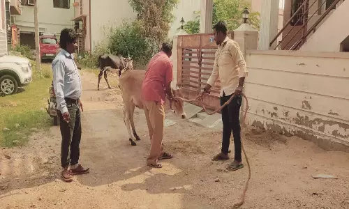 காட்பாடியில் சாலைகளில் சுற்றித்திரிந்த மாடுகள் பிடிப்பு