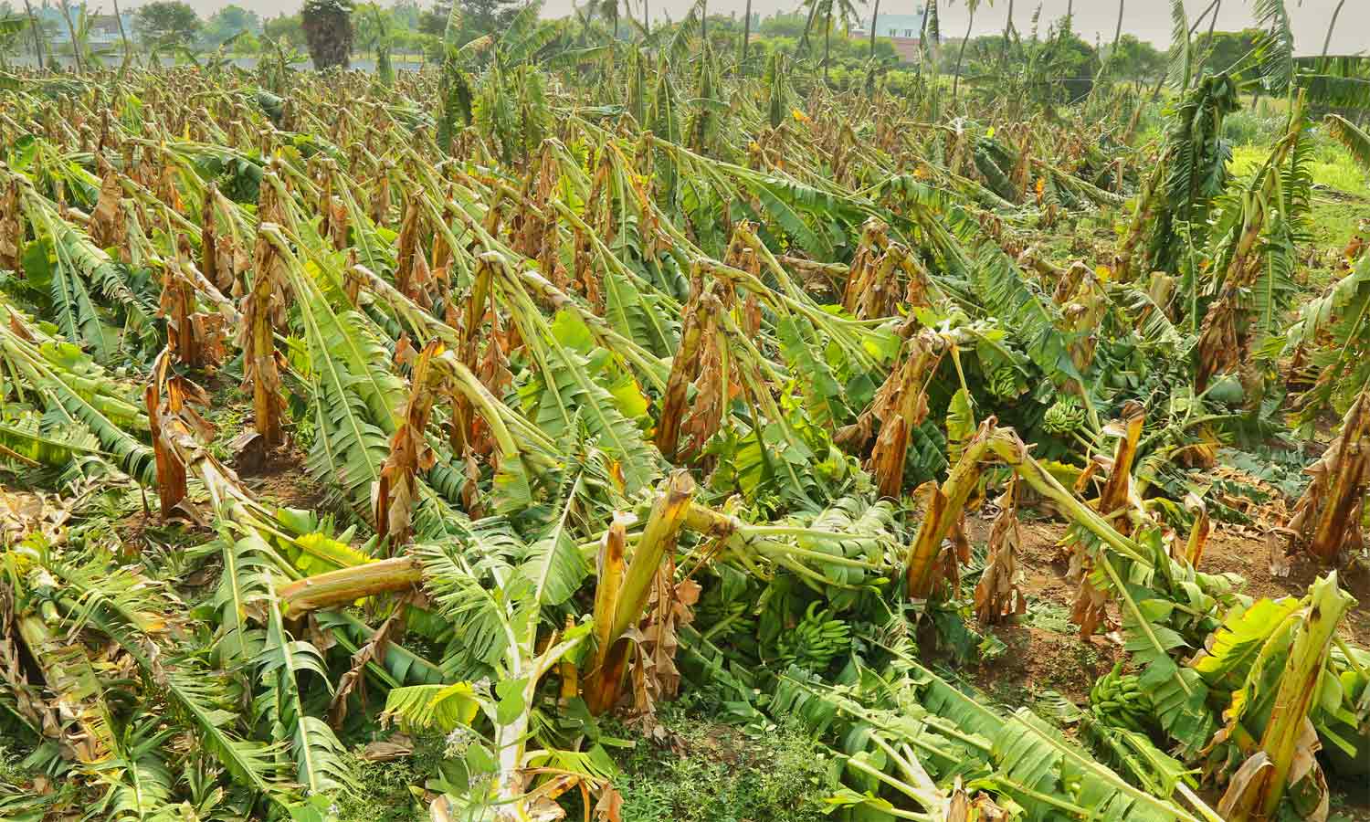 திருப்பூரில் கொட்டித்தீர்த்த மழை: சூறாவளி காற்றால் 2 ஆயிரம் வாழை மரங்கள் நாசம்