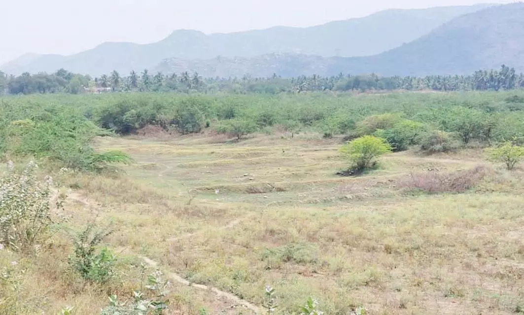 ஏரிகளில் உள்ள சீமை கருவேல மரங்களை அகற்ற வேண்டும்