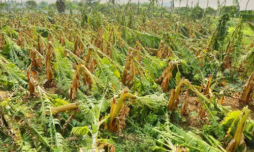 திருப்பூரில் கொட்டித்தீர்த்த மழை: சூறாவளி காற்றால் 2 ஆயிரம் வாழை மரங்கள் நாசம்