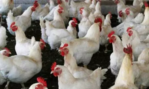 நாமக்கல் மண்டலத்தில் கறிக்கோழி விலை ரூ.6 உயர்வு