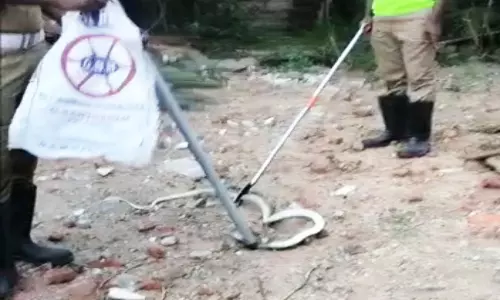 வீட்டில் 6 அடி நீல சாரை பாம்பு பிடிபட்டது