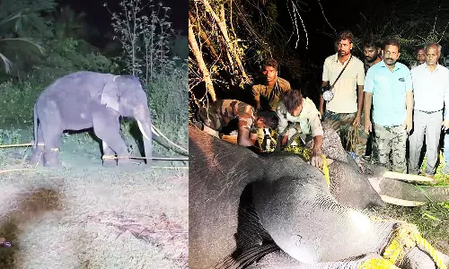 2 காட்டு யானைகள் ஓசூர் வனப்பகுதியில் விடப்பட்டன