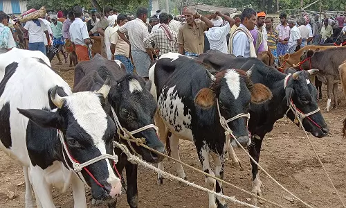 ரூ.1 கோடியே 10 லட்சத்திற்கு கால்நடைகள் விற்பனை